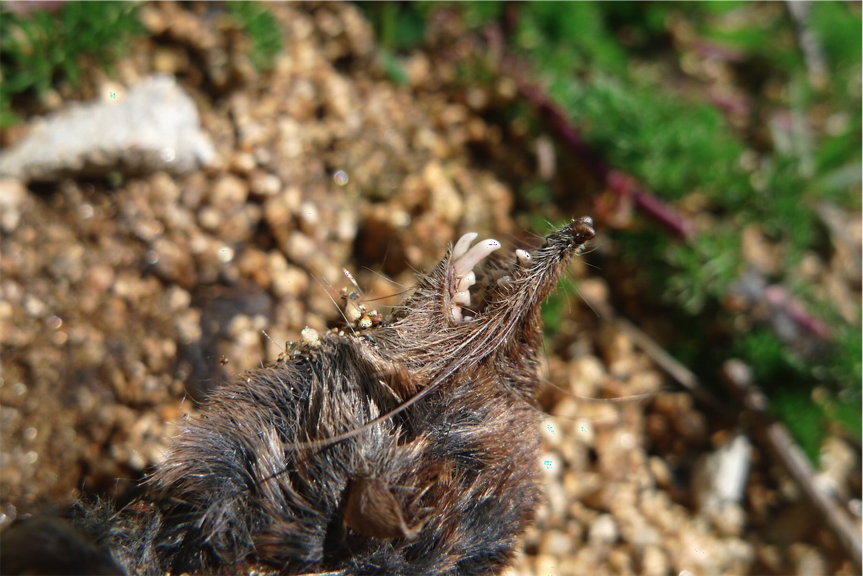 Crocidura pachyura - Sardegna